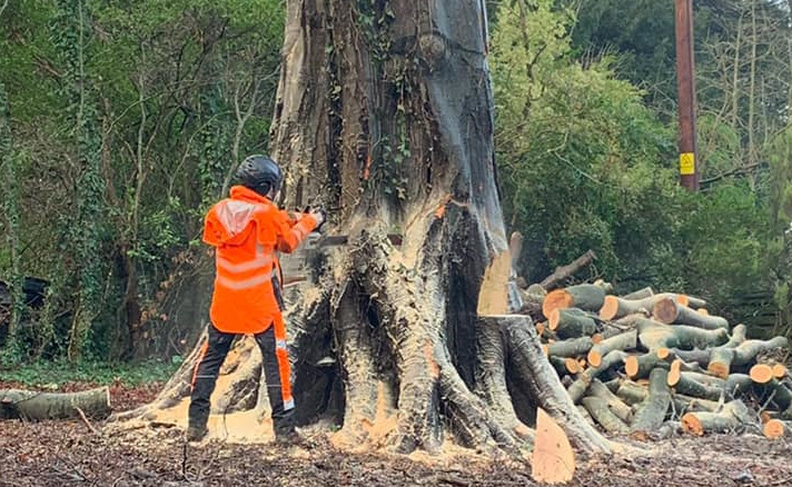 Tree felling and removal services