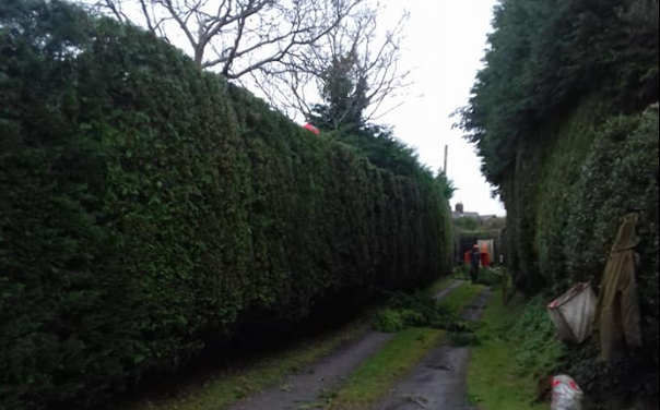 Hedge trimming and maintenance