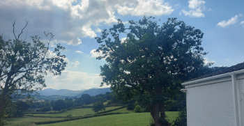 Professional tree pruning services